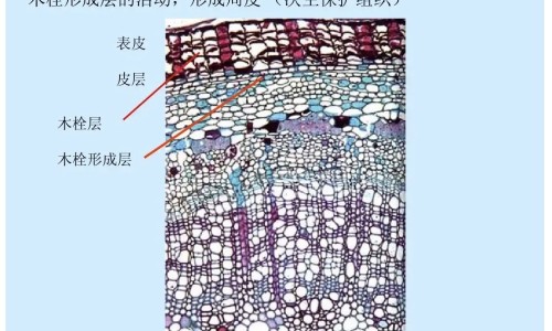 复方倍他米松针副作用网 - 复方倍他米松针副作用有哪些,复方倍他米松针长期使用有什么危害