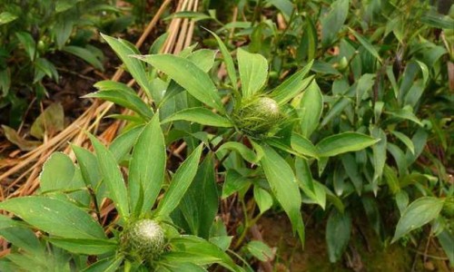 复方倍他米松针副作用网 - 复方倍他米松针副作用有哪些,复方倍他米松针长期使用有什么危害